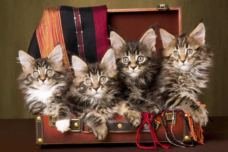 Moving companies moving supplies